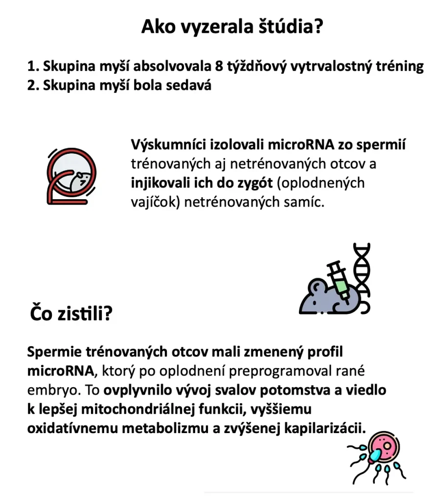 Ilustrácia dizajnu štúdie: myš v behacom kolese, izolácia microRNA a oplodnené vajíčko