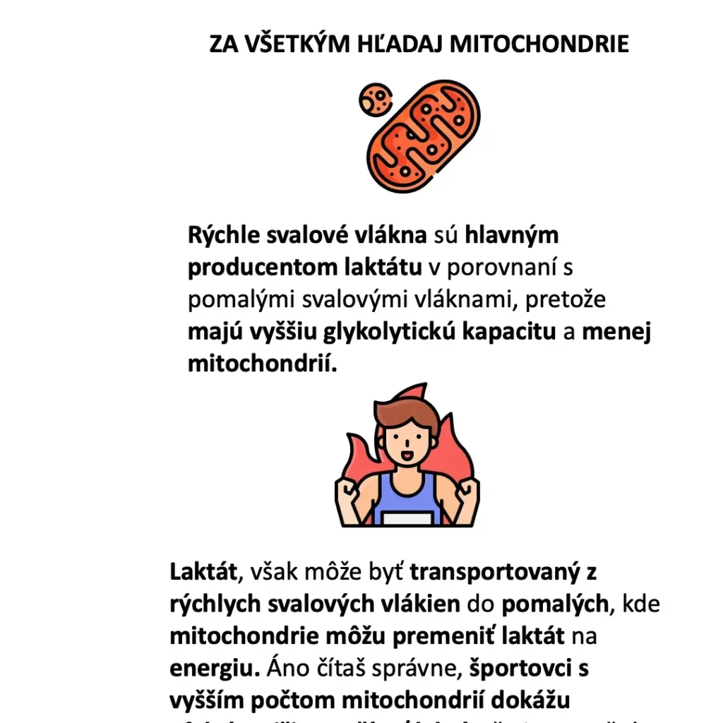 Ilustrácia mitochondrie a športovca k téme využitia laktátu ako paliva